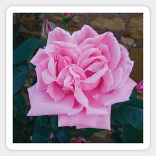 Vintage pink rose Sticker